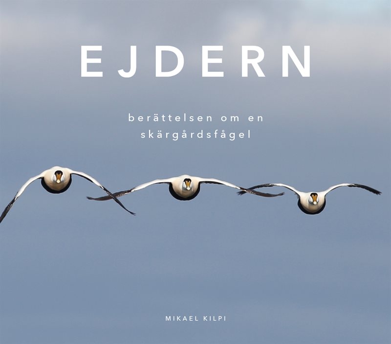 Ejdern - berättelsen om en skärgårdsfågel